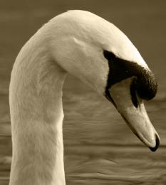 Swan